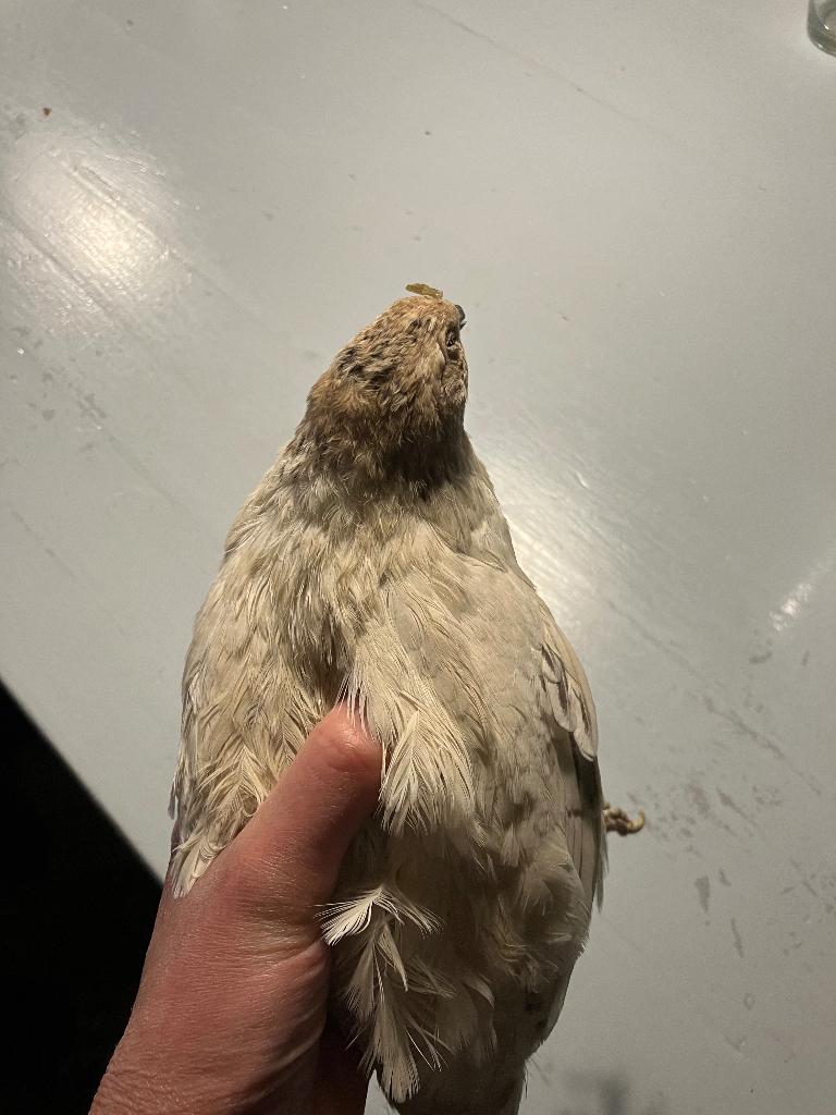 Kwartels te koop, Dieren en Toebehoren, Pluimvee, Meerdere dieren, Overige soorten