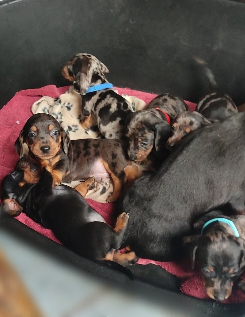 Mooie dwergteckel pups, Parvo, België, Particulier, 8 tot 15 weken