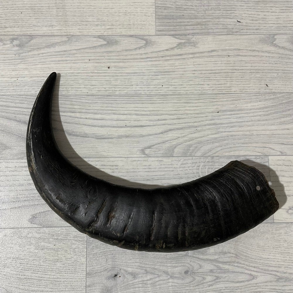 Waterbuffel hoorn los 55cm nr 307 | Lederstore, Ophalen of Verzenden, Nieuw, Boerderijdier, Gewei of Kop