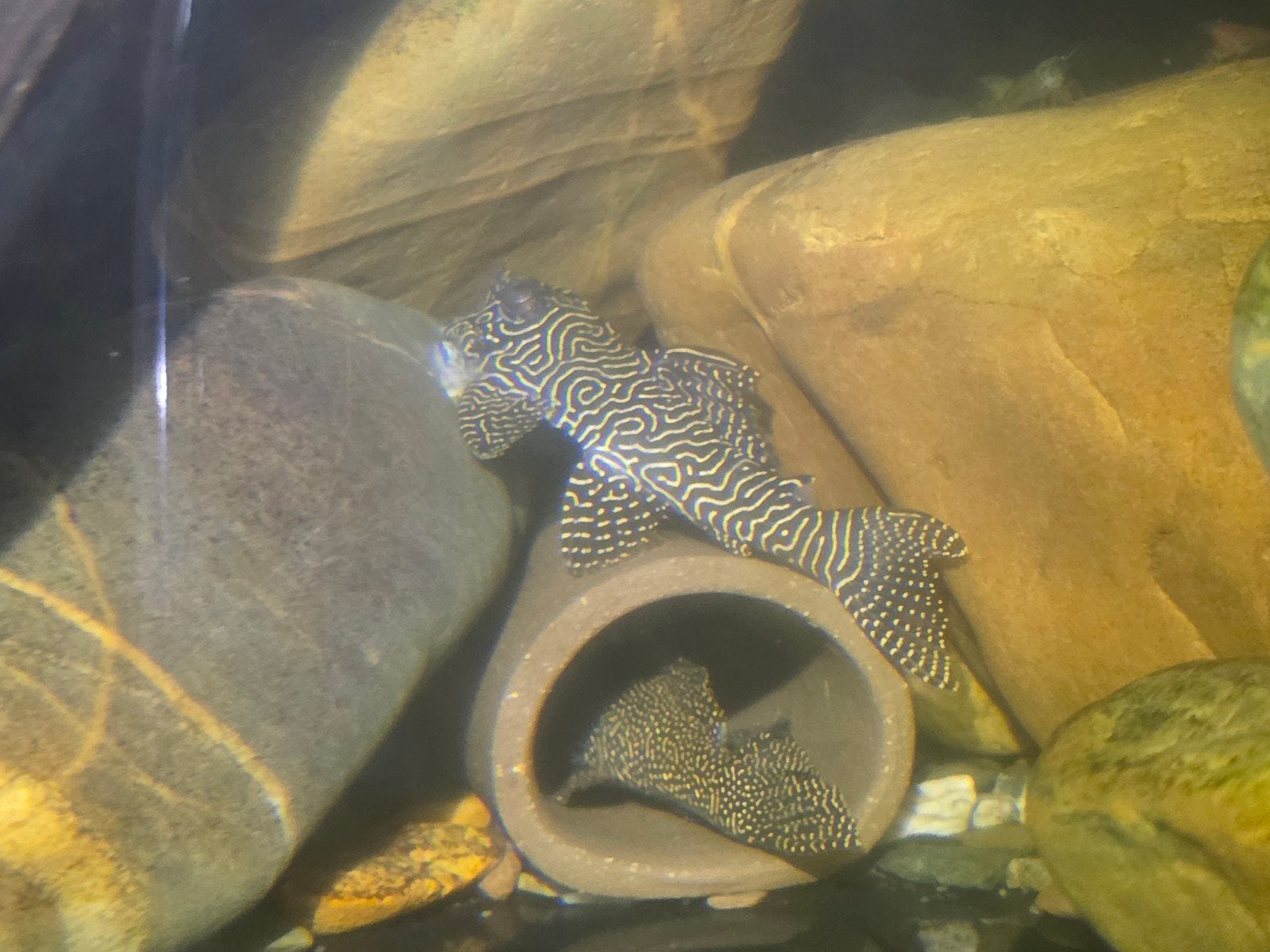L260, Vis, Zoetwatervis