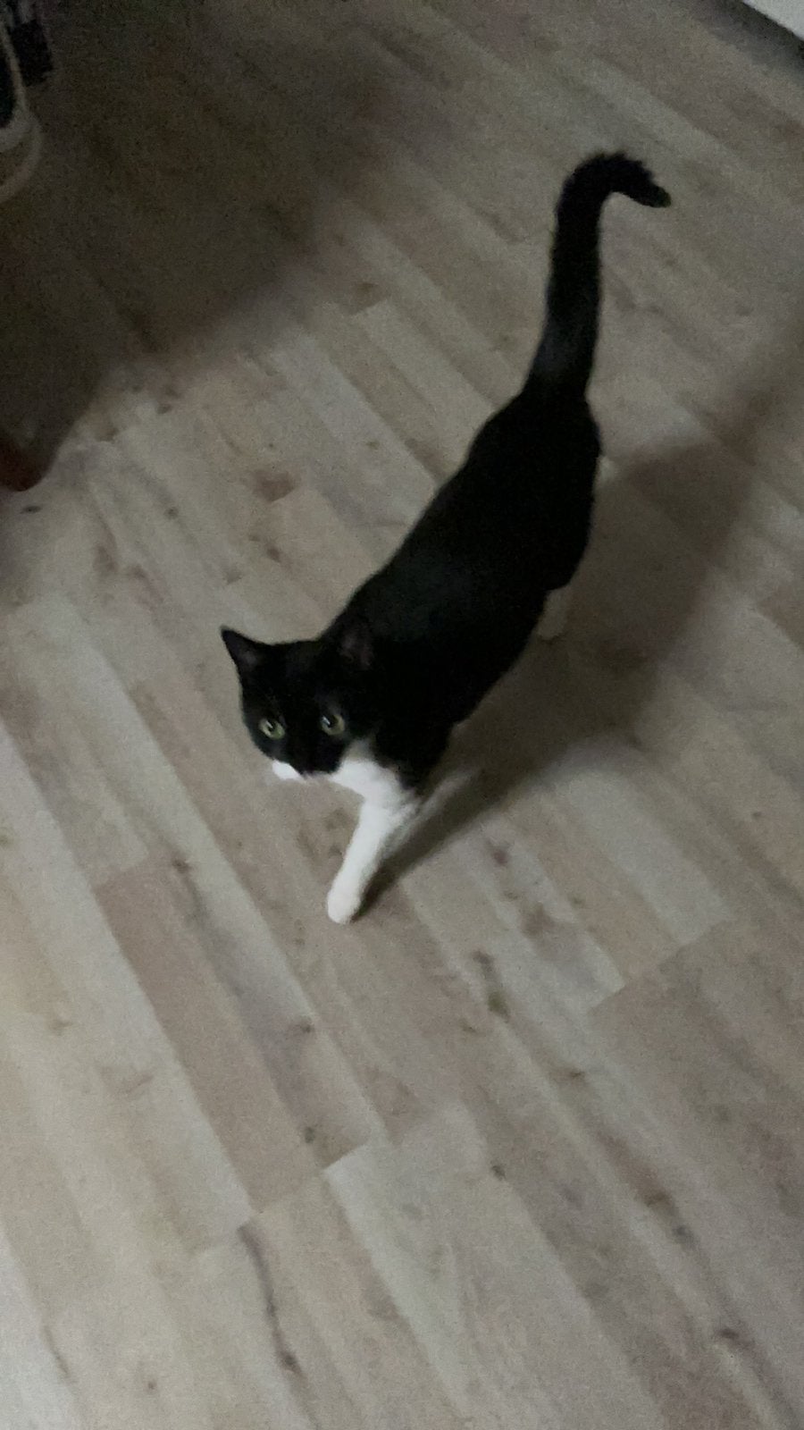 Poes, Dieren en Toebehoren, 6 jaar of ouder