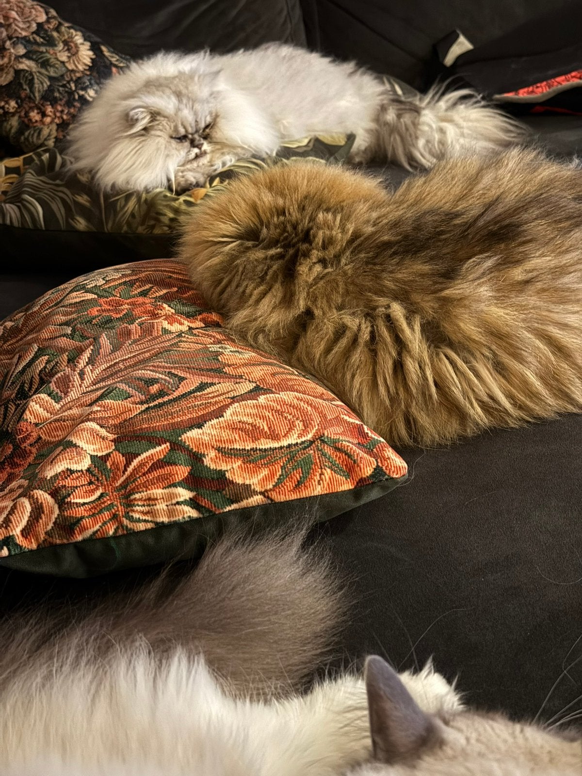 Herplaatsing 2 lieve Perzische poesjes zoeken fijn huisje!, Dieren en Toebehoren, Poes, Ontwormd, 3 tot 5 jaar