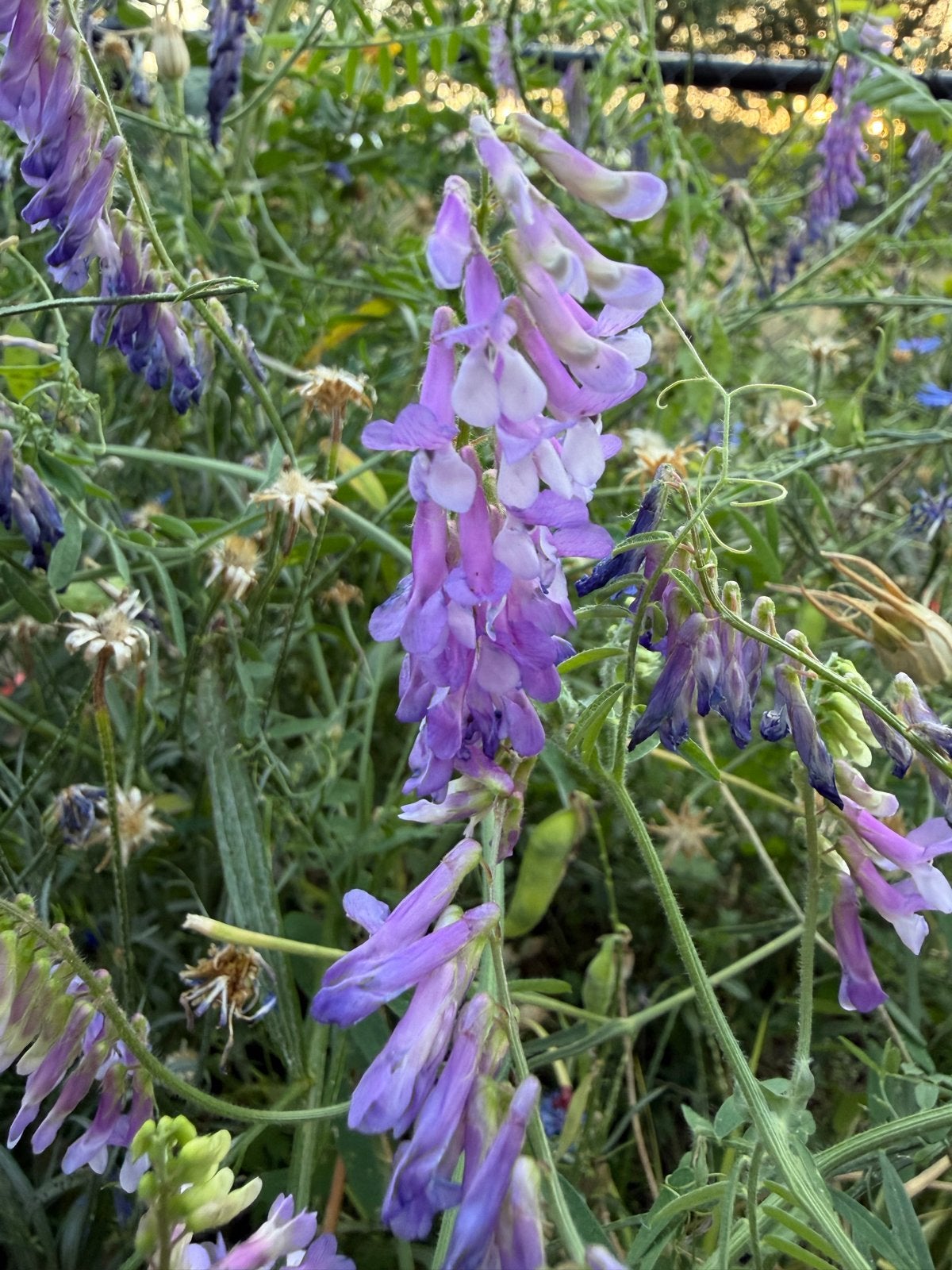 Vogelwikke - Paarse bloemen voor uw tuin, Ophalen of Verzenden, Volle zon