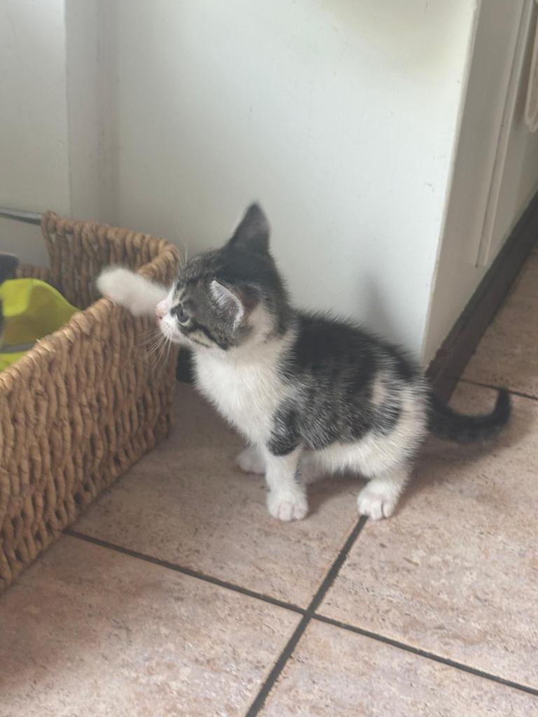 Jonge kittens, Dieren en Toebehoren, Meerdere dieren