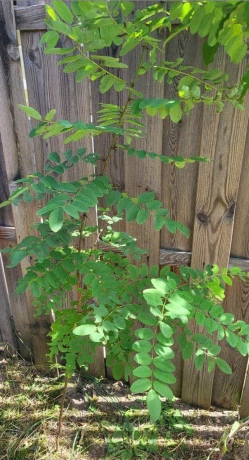 Robinia pseudoacacia (Valse acacia) boom, Overige soorten, Volle zon, Vaste plant, Ophalen of Verzenden