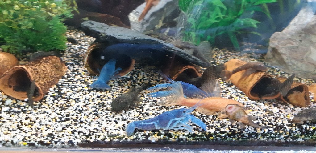 5 blauwe Florida kreeftjes  5 cm, Dieren en Toebehoren, Kreeft, Krab of Garnaal, Zoetwatervis