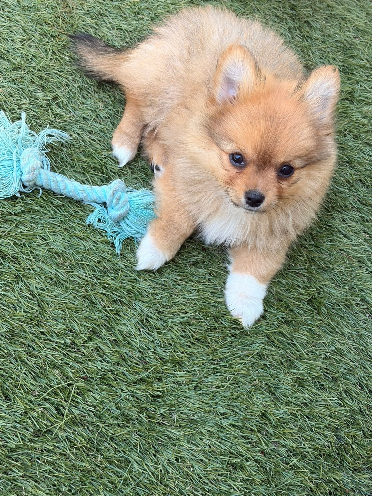 Pomeriaan reutje, Dieren en Toebehoren, Honden | Poolhonden, Keeshonden en Oertypen, HCC (leverziekte), 8 tot 15 weken, Eén hond