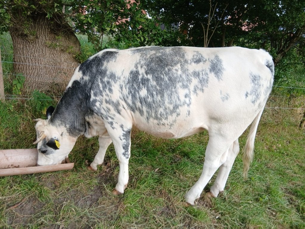 Te koop aangeboden: een MRIJ pink, Vrouwelijk, 0 tot 2 jaar