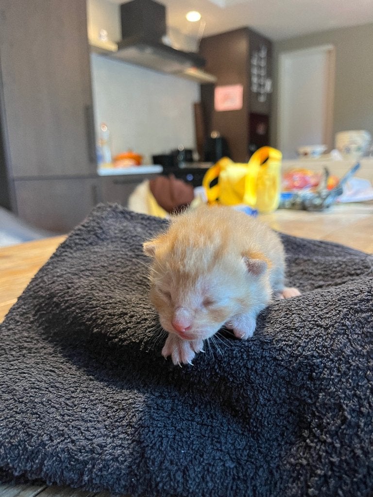 Kittens, Meerdere dieren, Kortharig