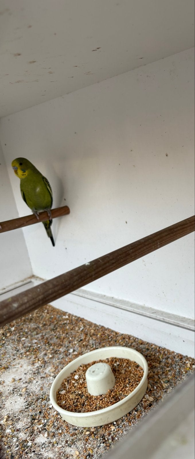 Mooie groene grasparkiet man, Dieren en Toebehoren, Vogels | Parkieten en Papegaaien, Mannelijk, Parkiet
