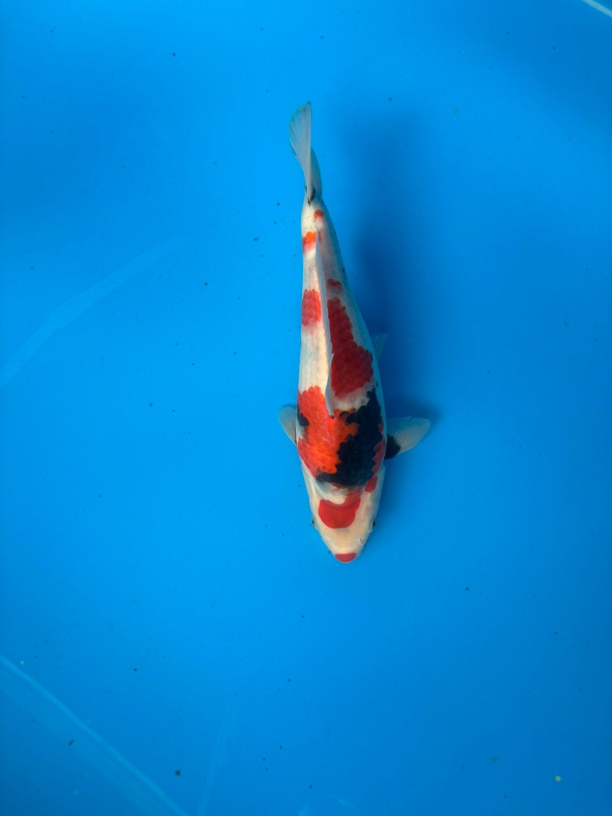 Odakan showa nisai, Dieren en Toebehoren, Karper of Koi