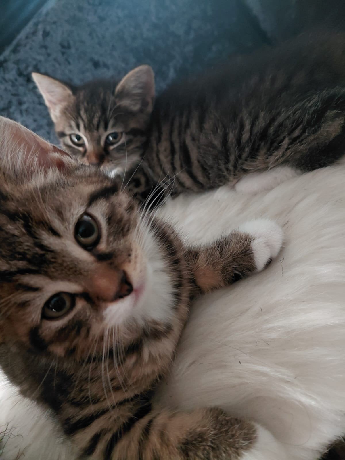 Kittens Main Coon kruising, Dieren en Toebehoren, Katten en Kittens | Raskatten | Korthaar, Meerdere dieren, Ontwormd, 0 tot 2 jaar