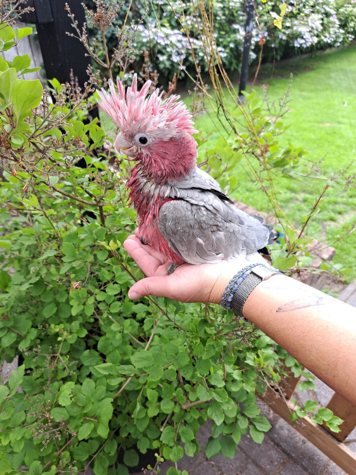 Rose kakatoe, Dieren en Toebehoren, Vogels | Parkieten en Papegaaien, Geslacht onbekend, Papegaai, Geringd