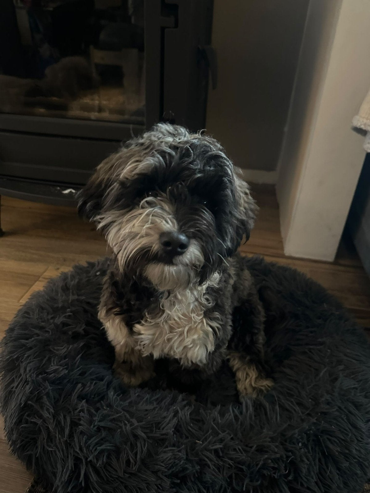 Labradoodle pup, teefje (ruim 5 maanden), Dieren en Toebehoren, Honden | Niet-rashonden, 15 weken tot 1 jaar, Teef, Eén hond, Klein