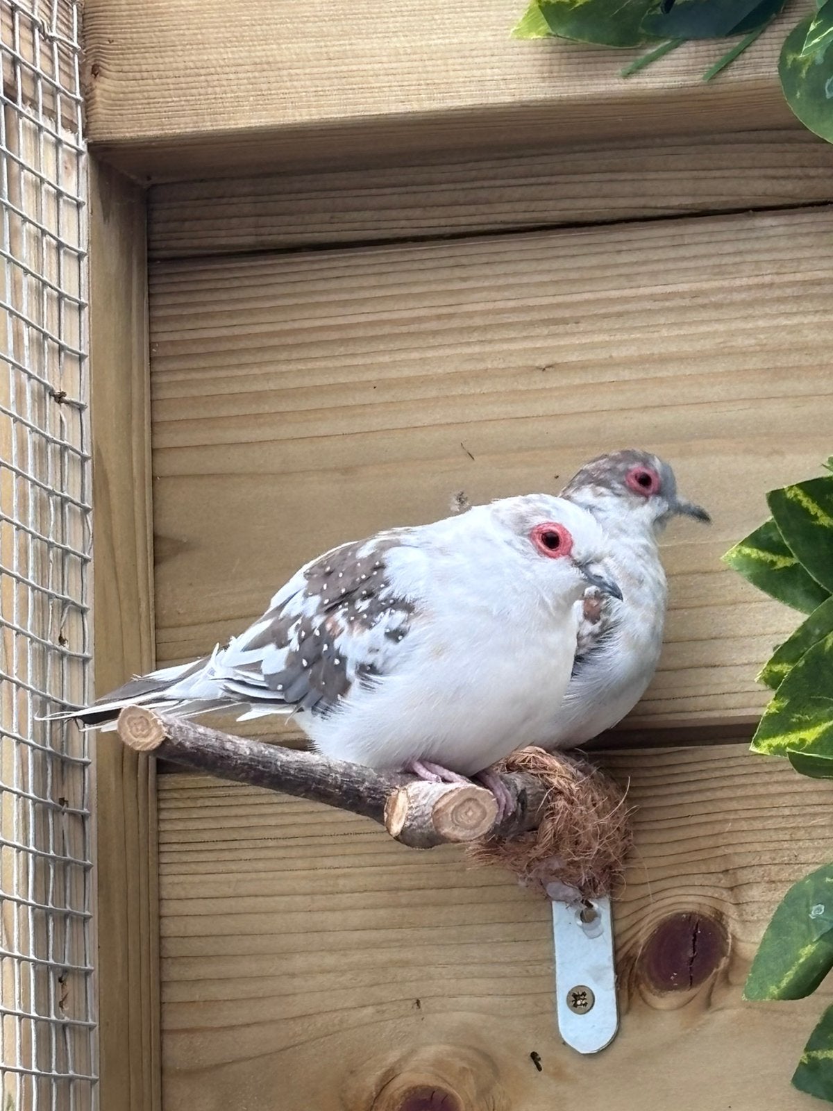 Diamantduifjes, Meerdere dieren