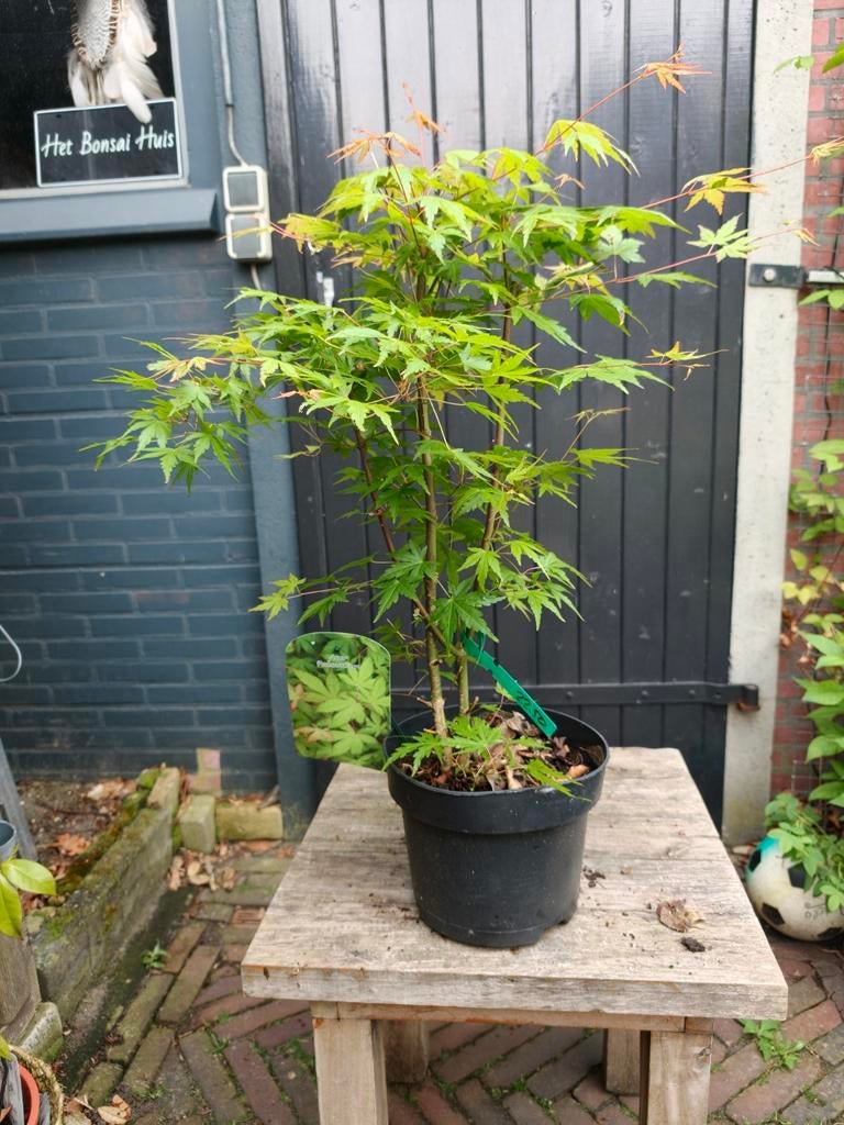 Acer Japanse Esdoorn Palmatum, Ophalen, Bloeit niet, Halfschaduw, Overige soorten