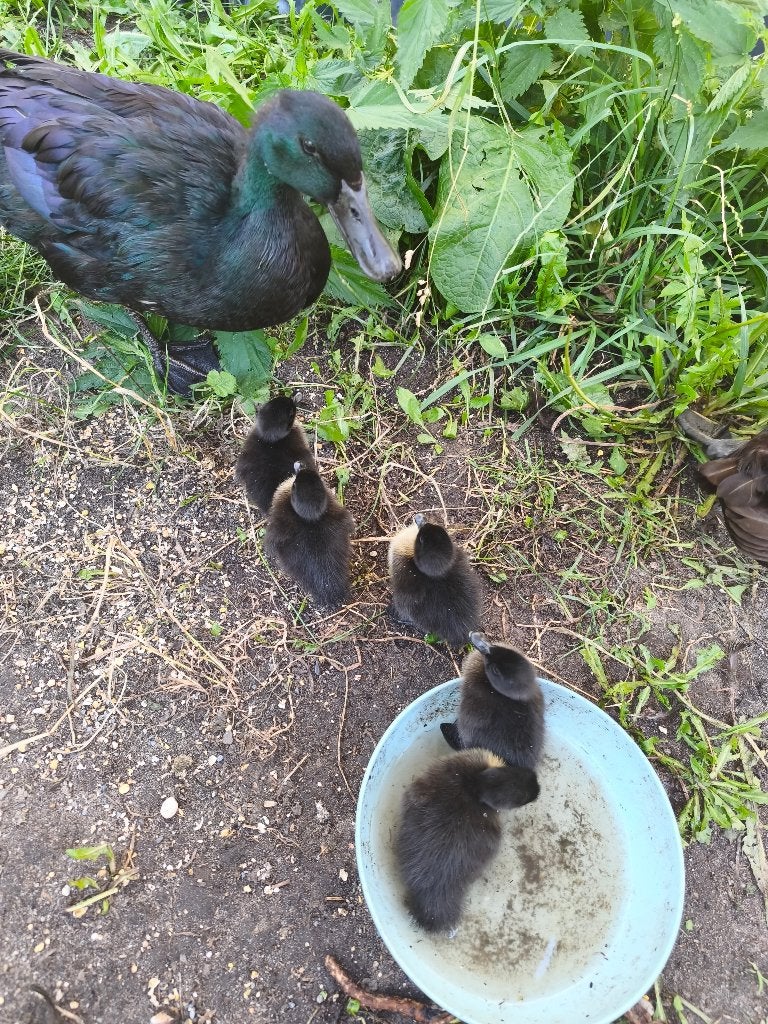 Cayuga eenden koppel, Dieren en Toebehoren, Meerdere dieren, Eend