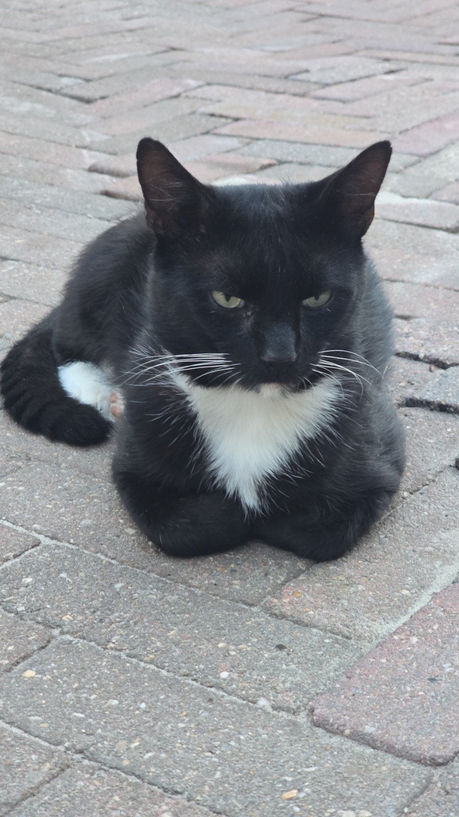 BATMAN de Kat Gratis, Dieren en Toebehoren, Kater, Kortharig, 3 tot 5 jaar