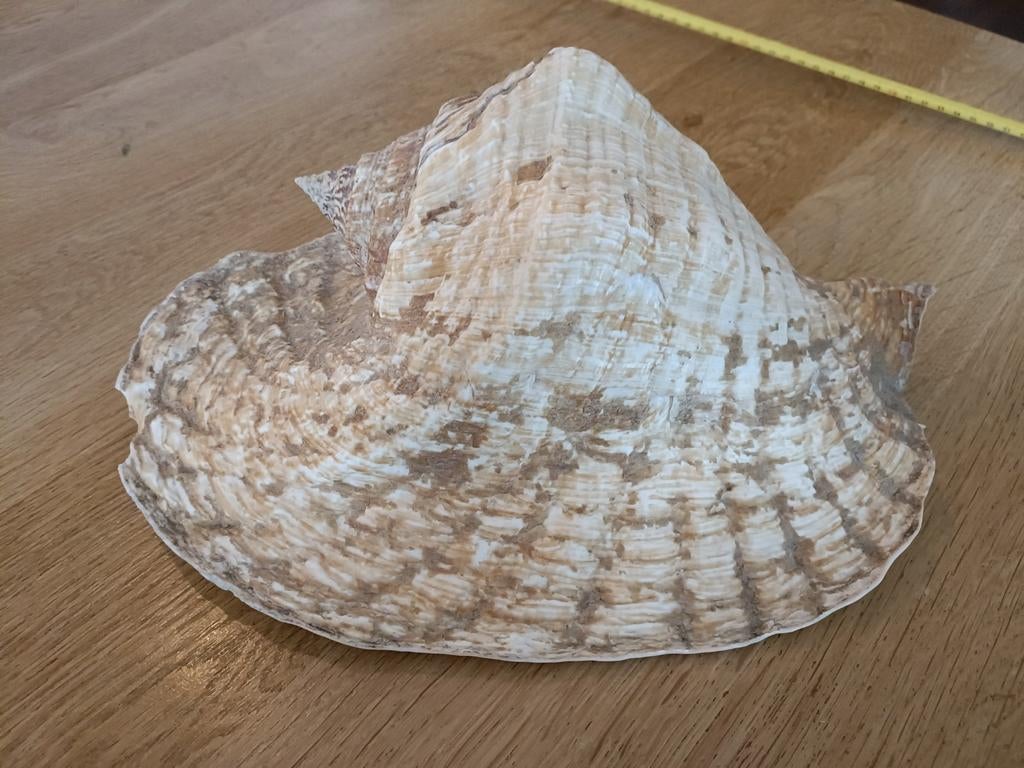 Mooie schelp, Verzamelen, Mineralen en Fossielen, Ophalen, Schelp(en)
