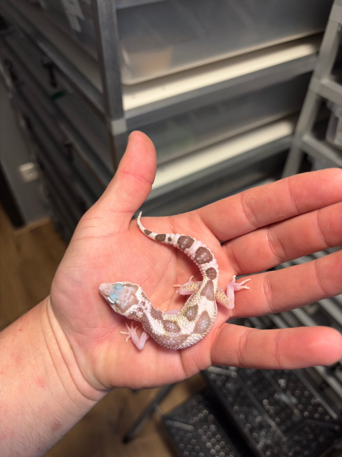 0.1 luipaardgekko, Dieren en Toebehoren, Reptielen en Amfibieën, Hagedis, 0 tot 2 jaar