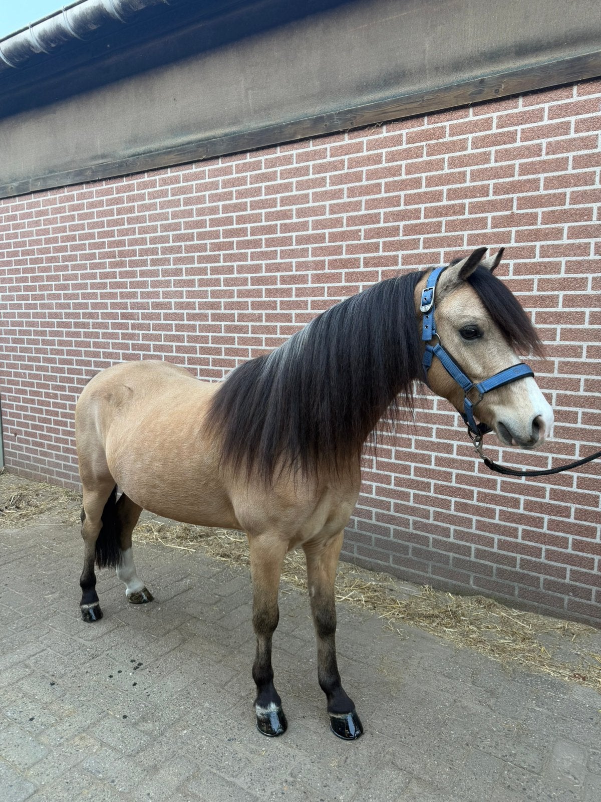 Te koop: knappe Welshpony met gouden karakter, Dieren en Toebehoren, Pony's, Met stamboom, Ruin, Niet van toepassing, 3 tot 6 jaar