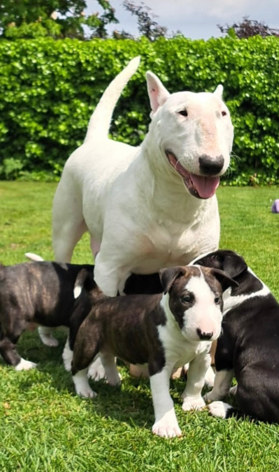 Prachtige bull terrier pups met nld. fci stamboom, 8 tot 15 weken, Meerdere, Meerdere dieren, Parvo