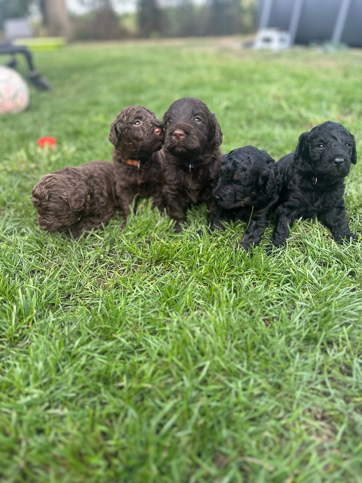 Australian labradoodle pups!, Reu, 8 tot 15 weken, Parvo, Meerdere