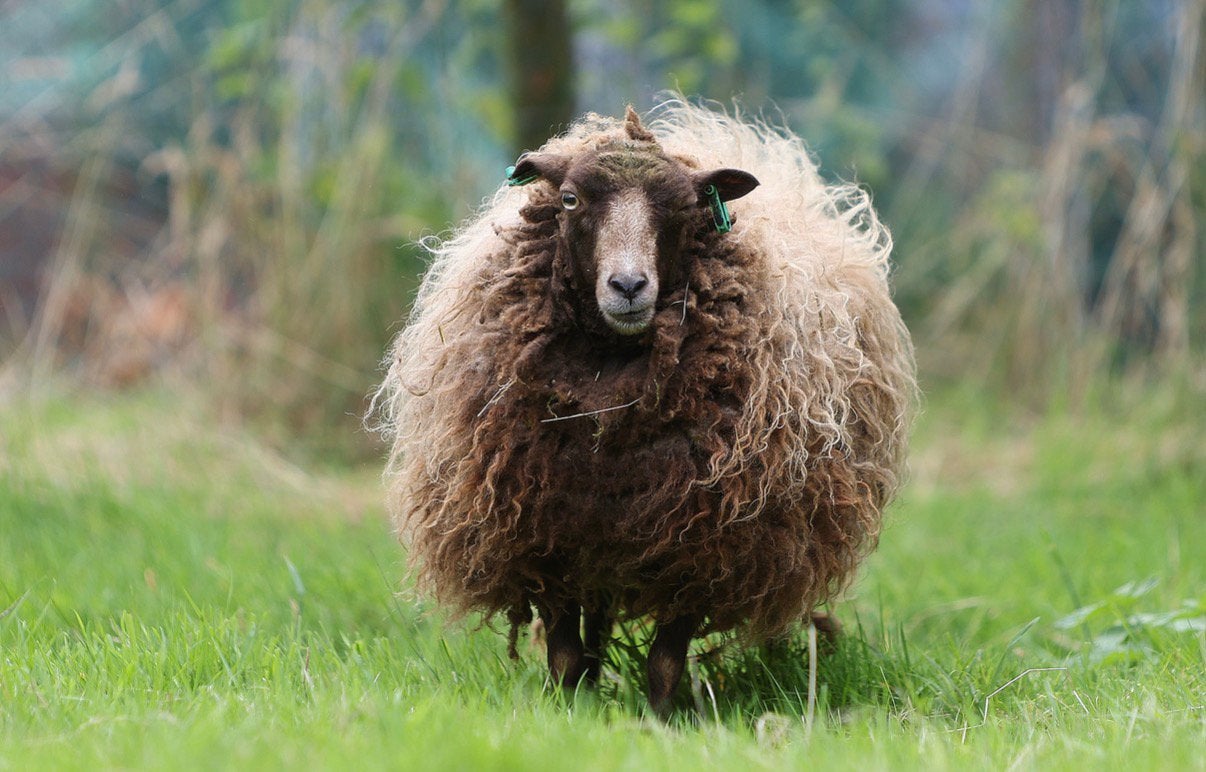 Wol Ouessant-schapen, Ophalen, Breien of Haken, Wol of Garen