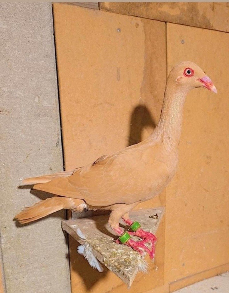 Duitse Langsnavelige Tuimelaar doffer te koop in Eibergen, Mannelijk, Tuimelaar of Roller