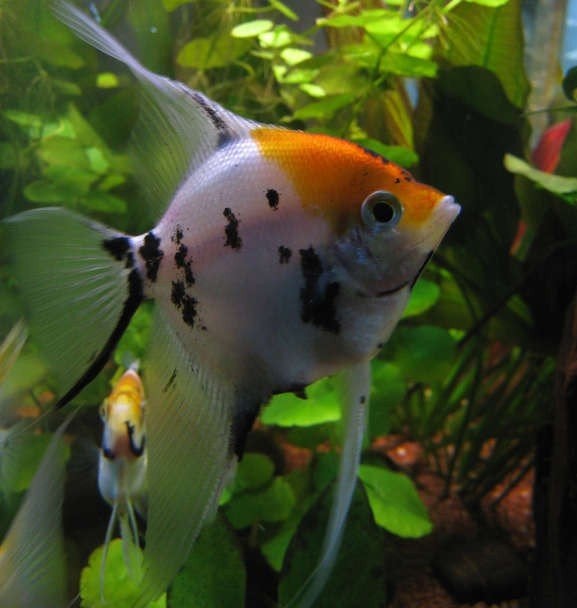 Koi Maanvis, Vis