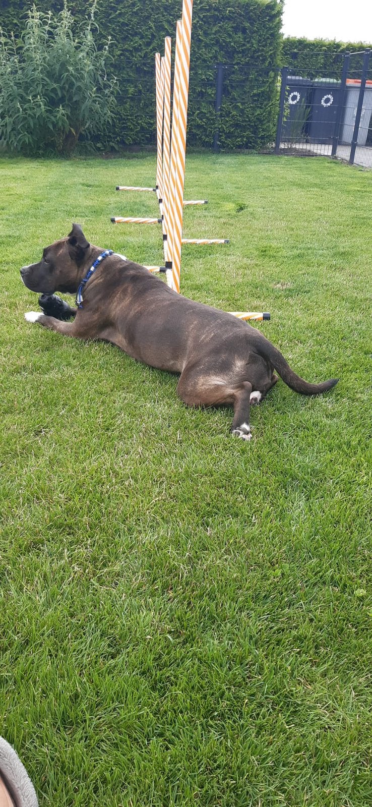 Goede plek gezocht voor deze lieve dame, Dieren en Toebehoren, American Staffordshire Terriër, Teef, Eén hond, CDV (hondenziekte)