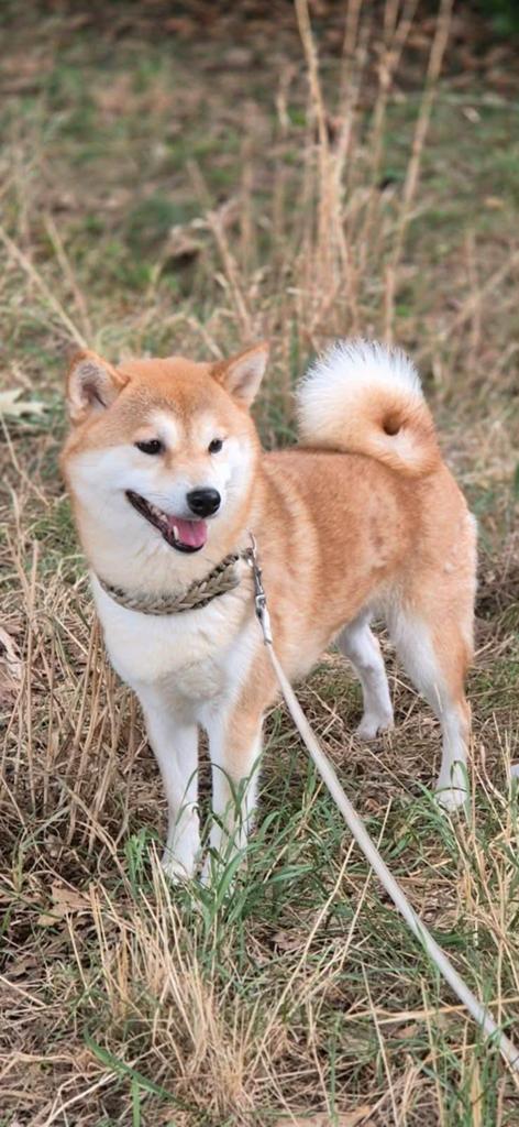 Shiba teefje, Dieren en Toebehoren, Honden | Poolhonden, Keeshonden en Oertypen, Parvo, Overige rassen, Teef, Eén hond