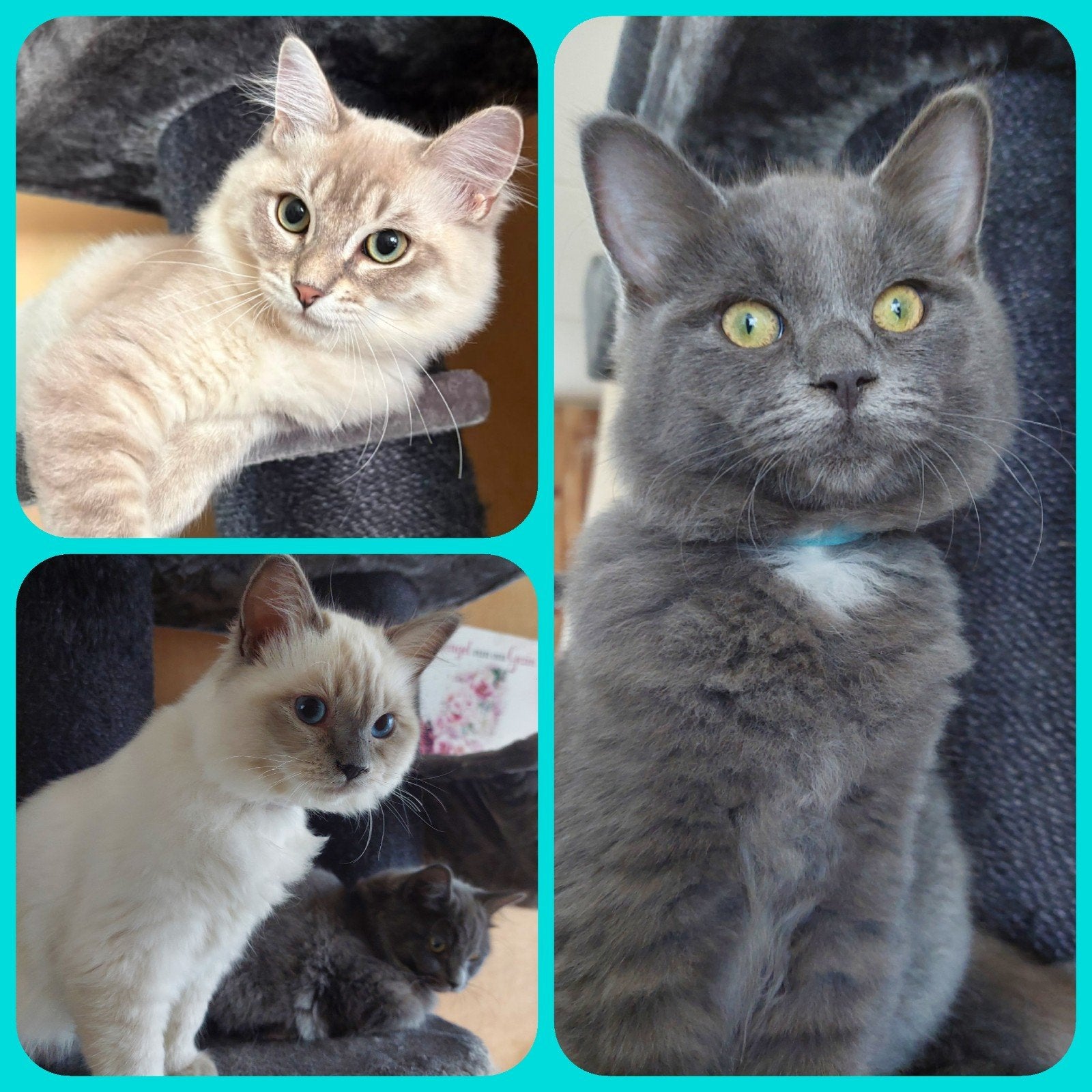 RAGDOLL KITTENS ( MOGEN METEEN VERHUIZEN ! ), Dieren en Toebehoren, Katten en Kittens | Overige Katten, Meerdere dieren, Langharig