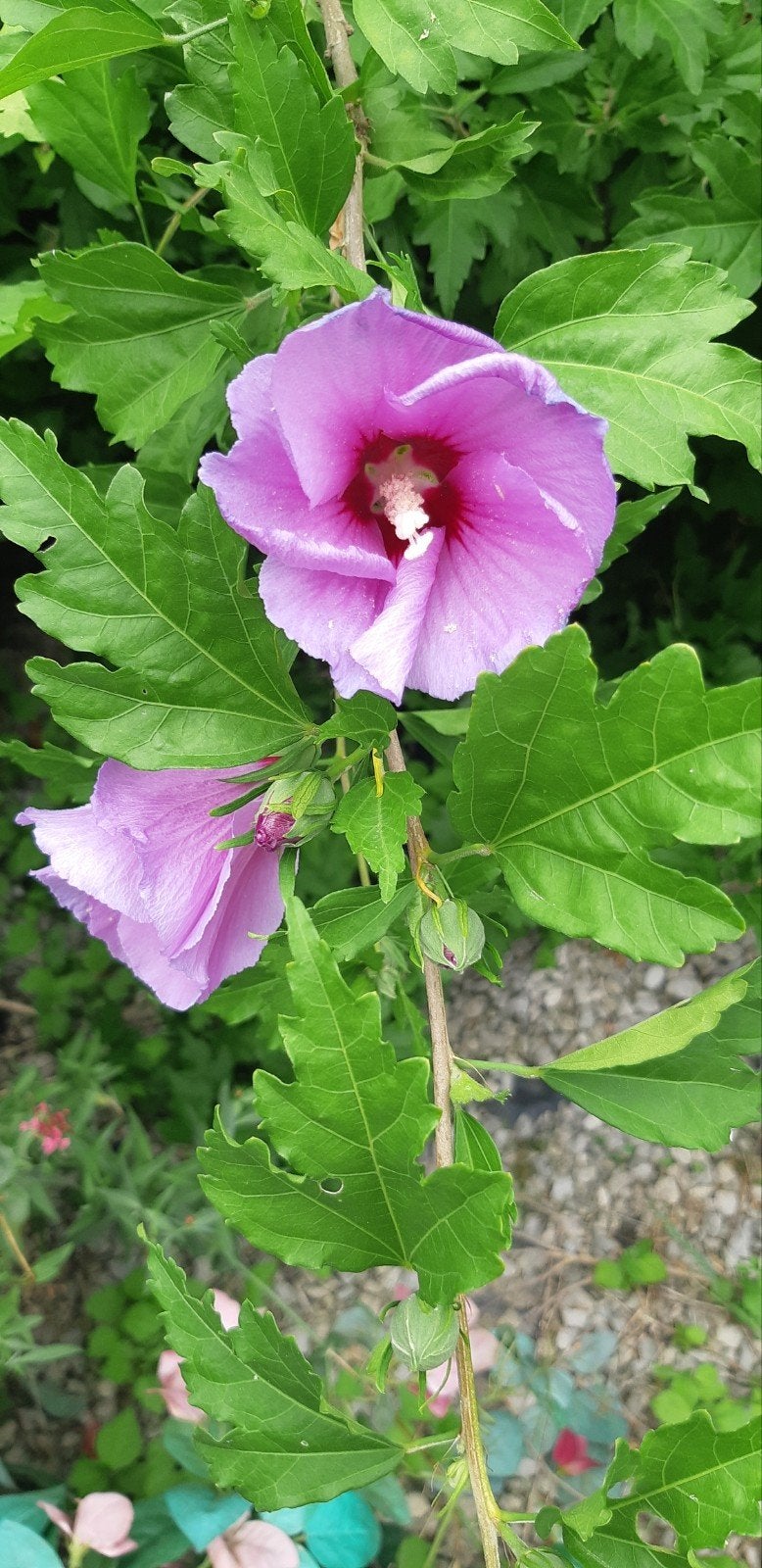 Hibiscus seriacus in pot., Overige soorten, 100 tot 250 cm, Zomer, Ophalen