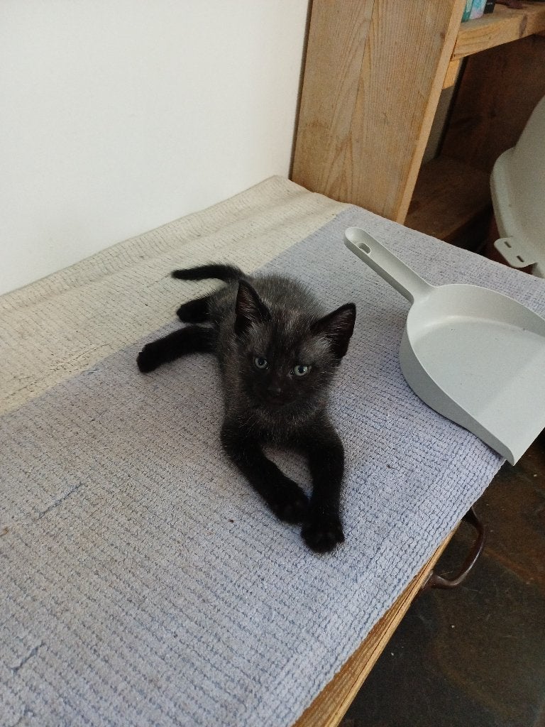 Mooie kittens, Meerdere dieren, Ontwormd, 0 tot 2 jaar