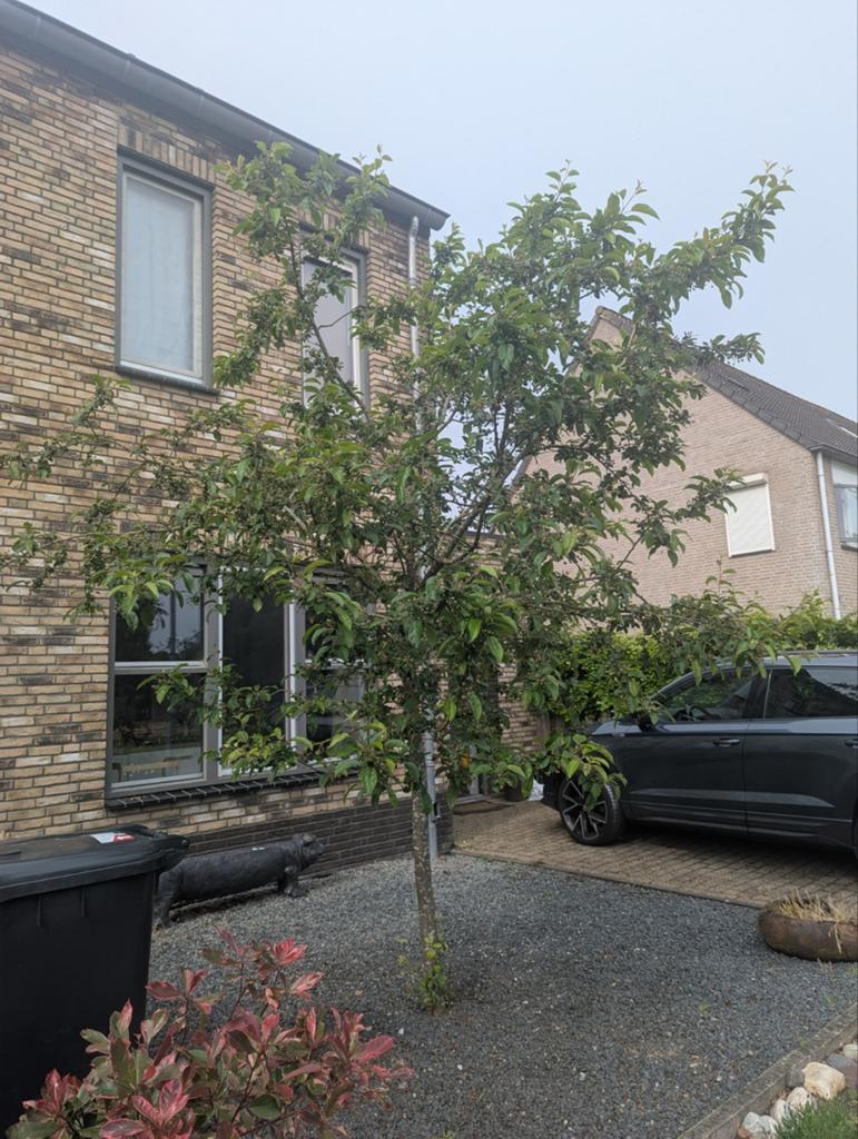 sierappelboom GRATIS, Tuin en Terras, Planten | Bomen, Ophalen, Overige soorten, 250 tot 400 cm