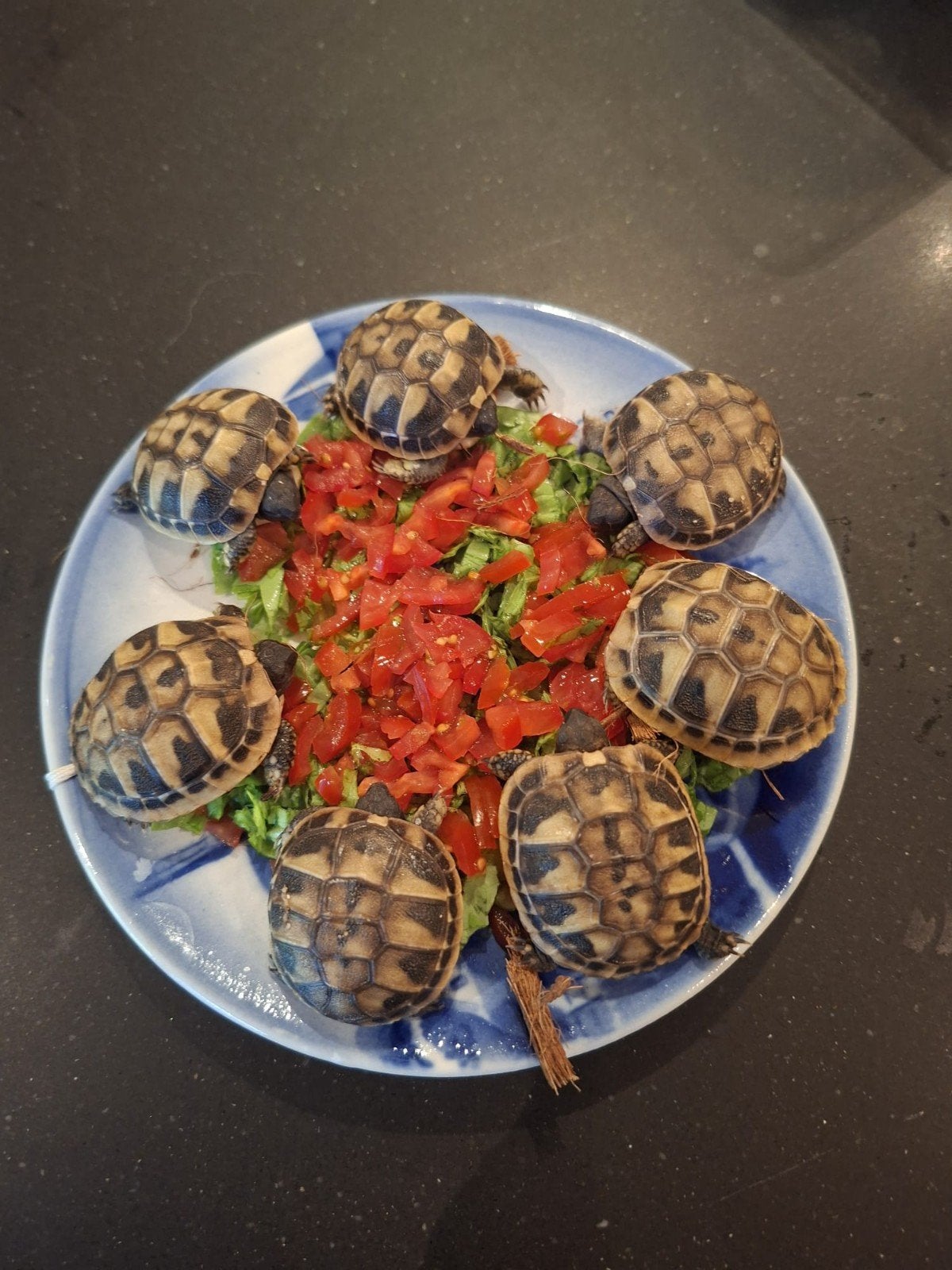 Griekse landschildpadden, Dieren en Toebehoren, Reptielen en Amfibieën, Schildpad, 0 tot 2 jaar