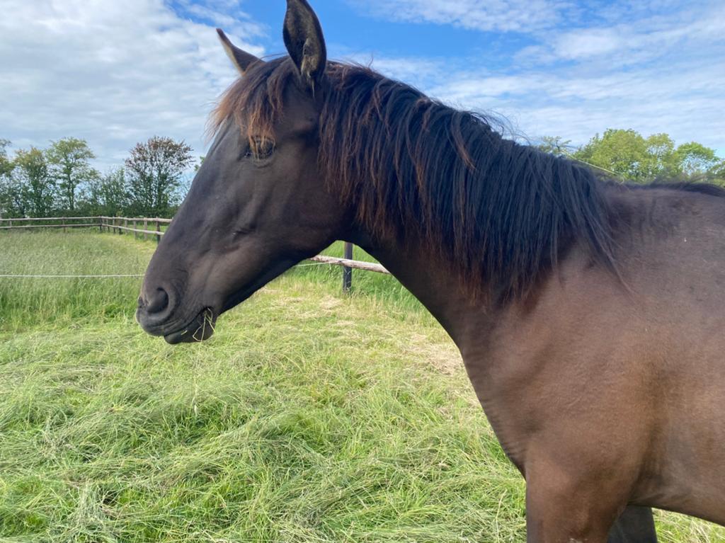 PRE Jaarling Ruin | 1 jaar, Dieren en Toebehoren, Paarden, Ruin, Dressuurpaard, 0 tot 2 jaar, 165 tot 170 cm