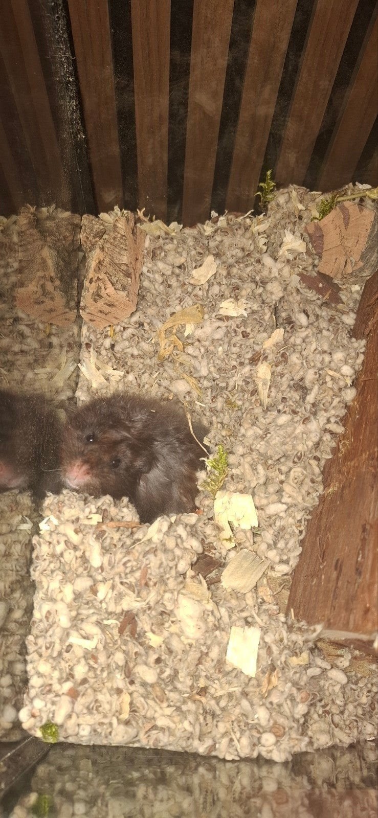 Hamster Droppie met grote scaping, Ophalen, Kooi, 60 tot 90 cm, Minder dan 75 cm