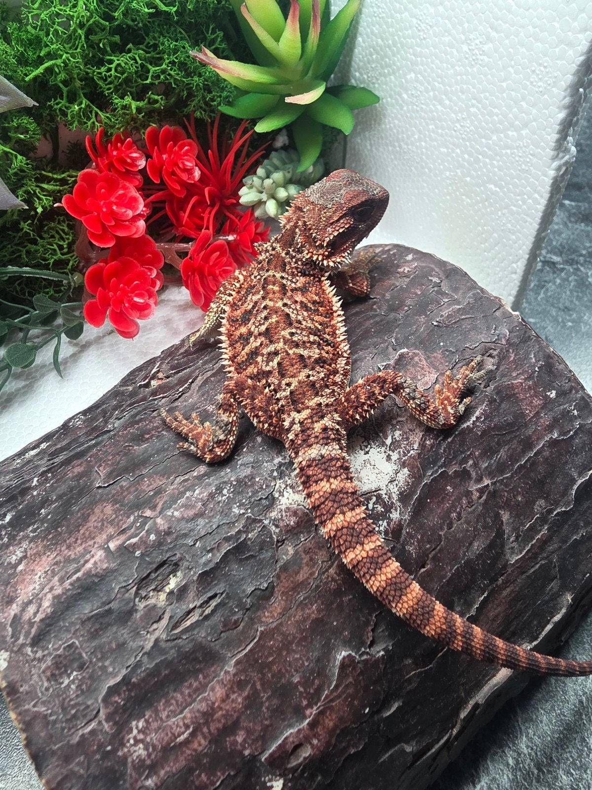 dark red monster,  het hypo , man, Hagedis, 0 tot 2 jaar