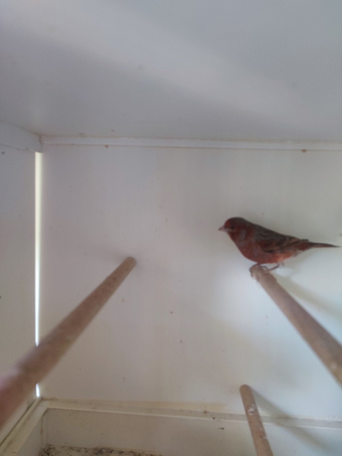 Harlekijnman, Meerdere dieren, Kleurkanarie