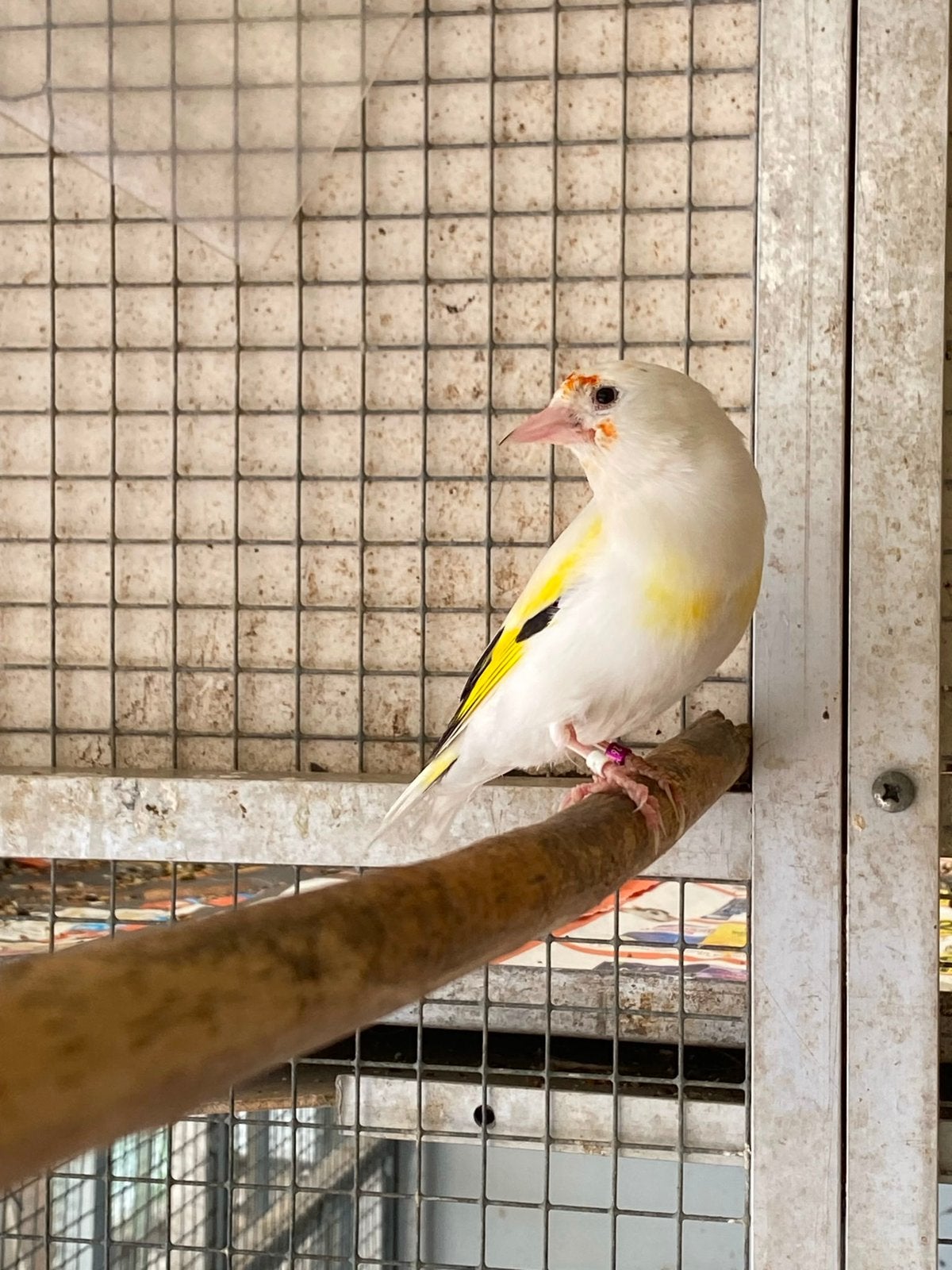 Bont majoor putter man, Mannelijk, Wildzangvogel