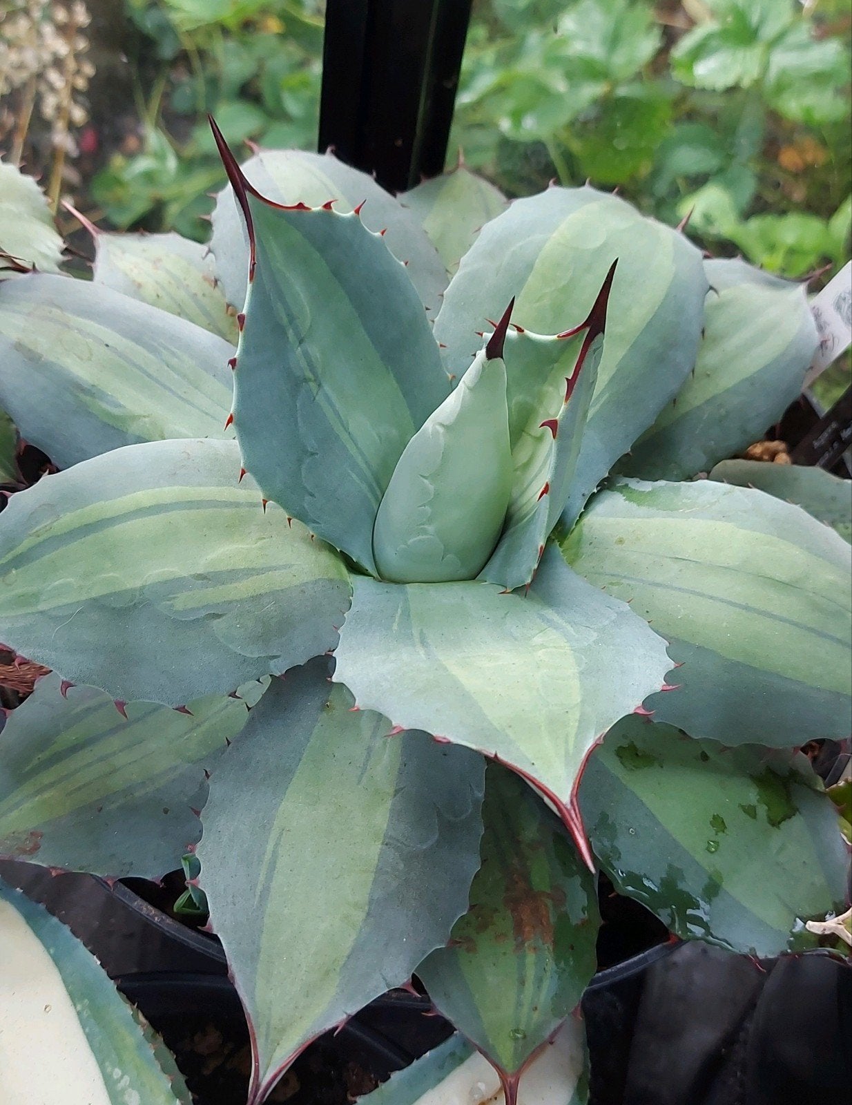 Agave Parryi Huachucensis Excelsior, Tuin en Terras, Overige soorten, Vaste plant, Ophalen of Verzenden, Bloeit niet