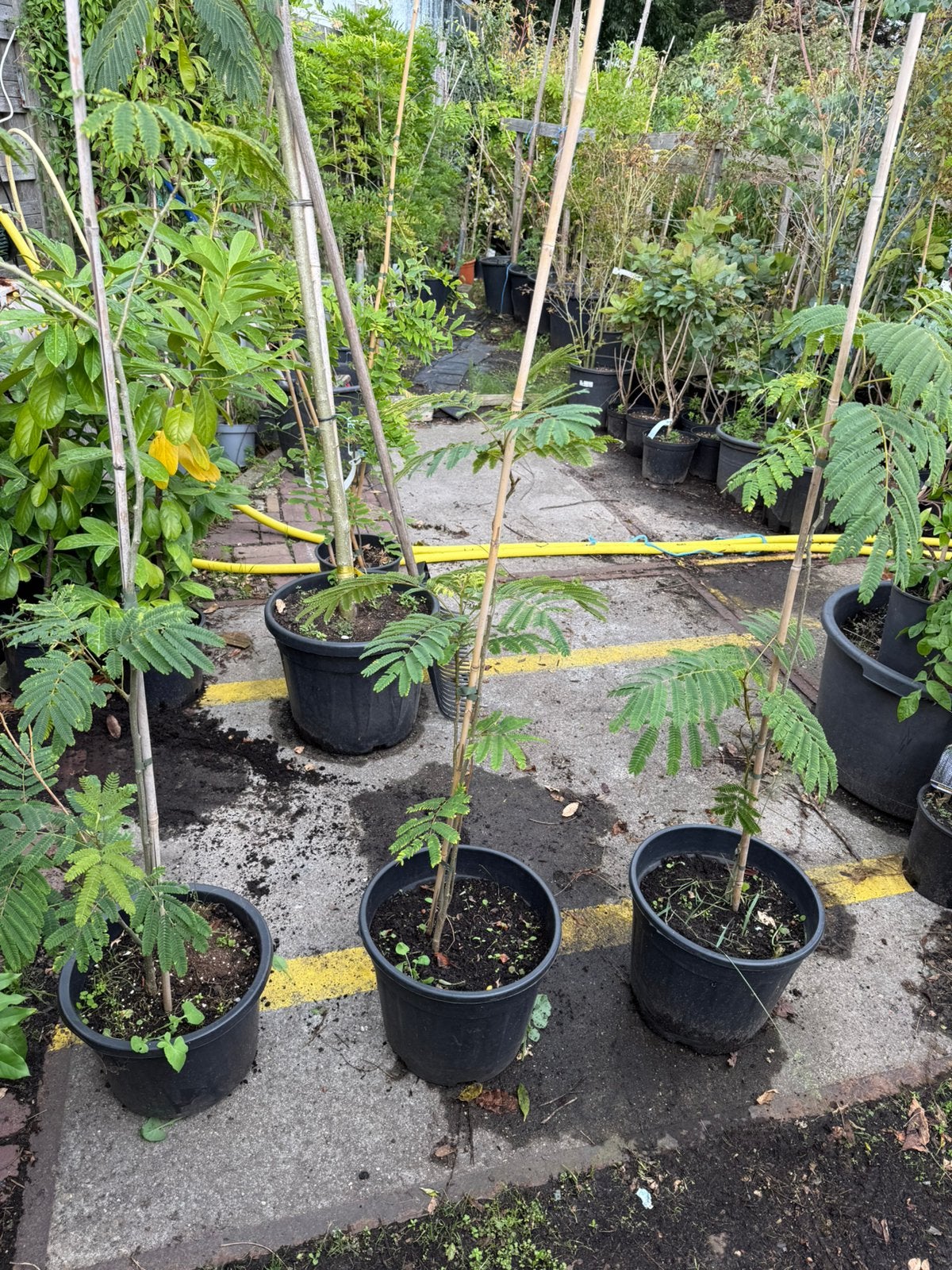 Slaap boompjes mooie struikjes kleur roze prijs 19,95, Volle zon, Vaste plant, Zomer, Ophalen
