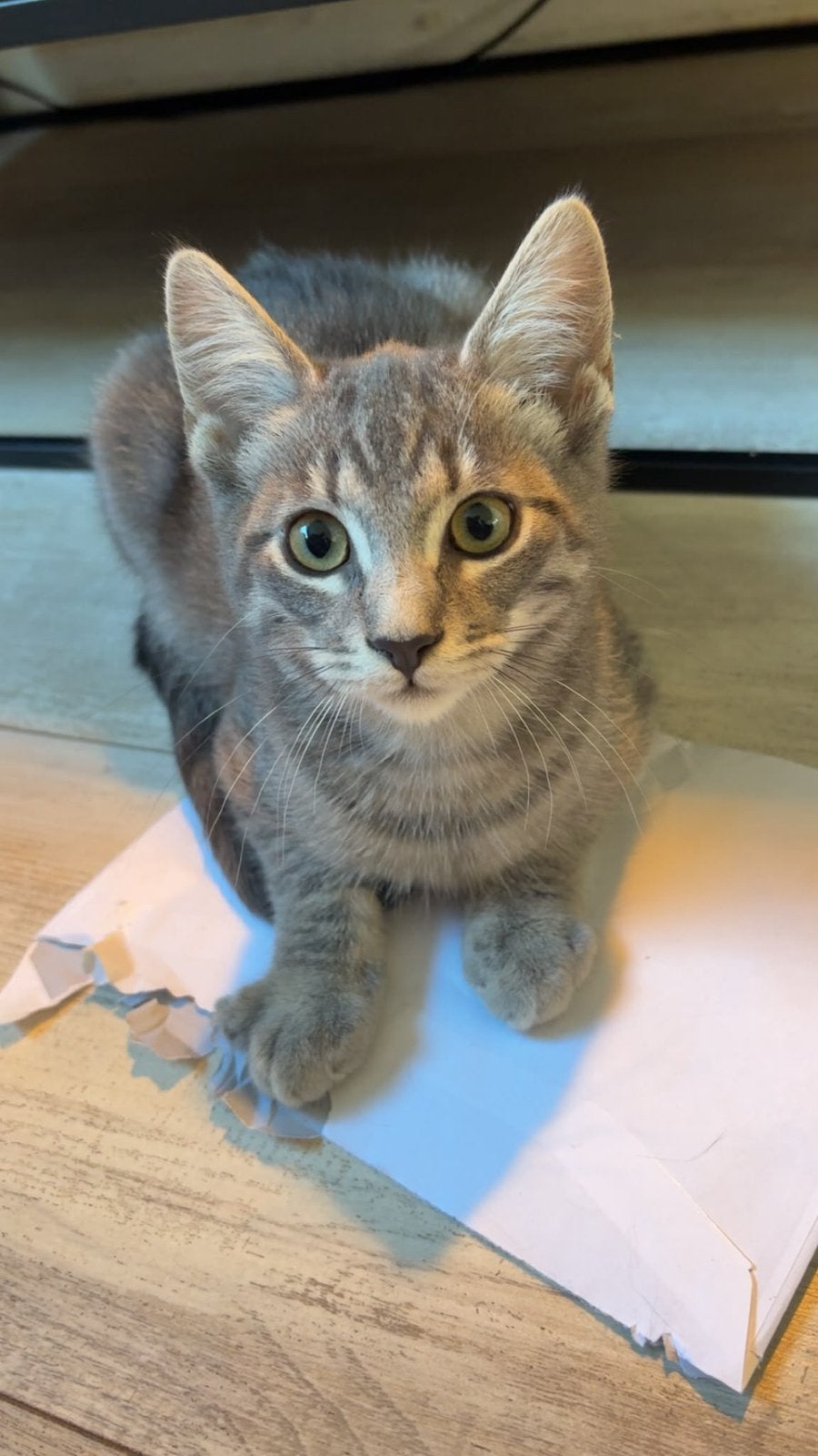 Ragdoll mix kitten, Dieren en Toebehoren, Kater, Ontwormd