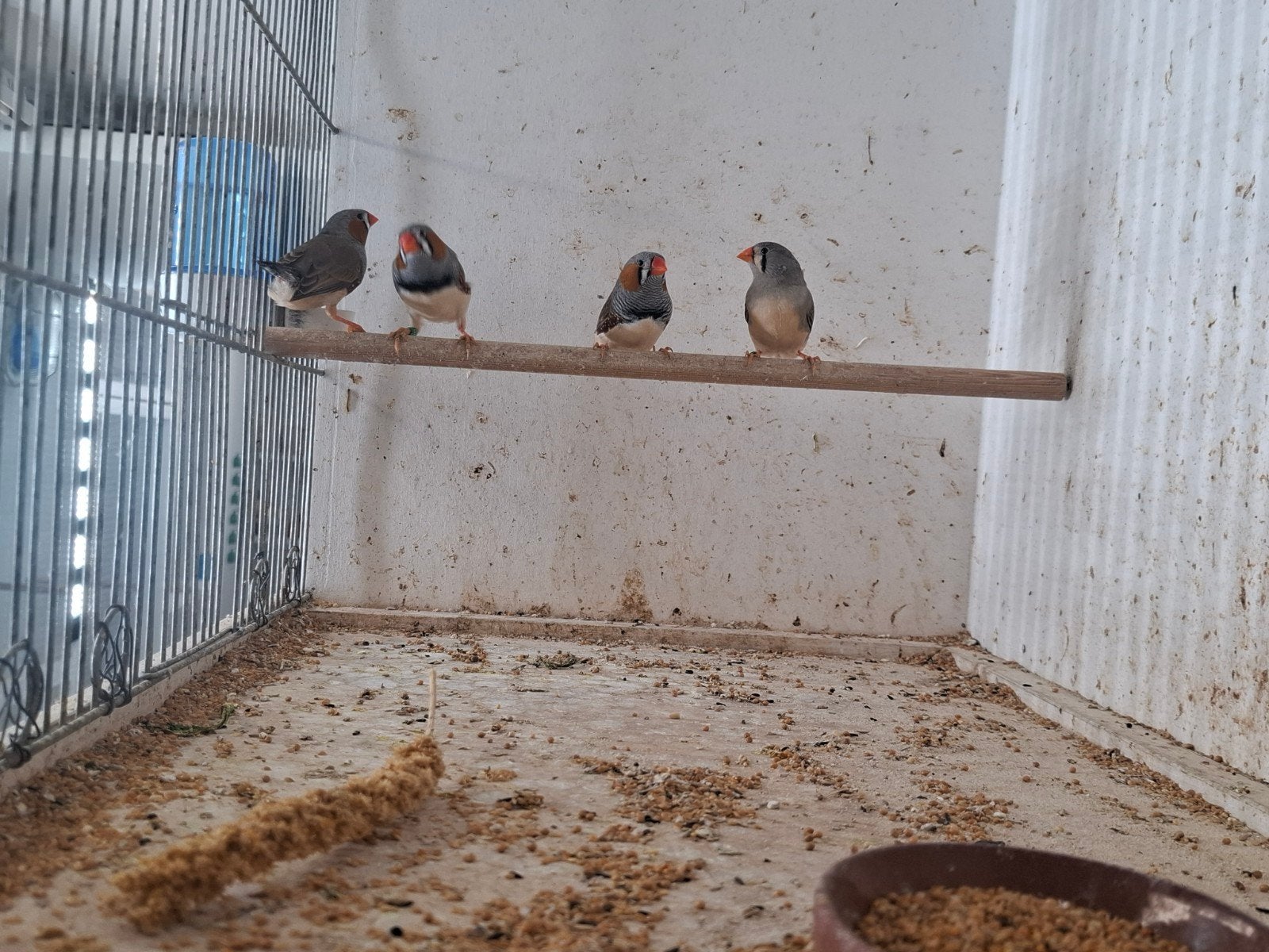 6 zebravinken te koop., Meerdere dieren, Geringd