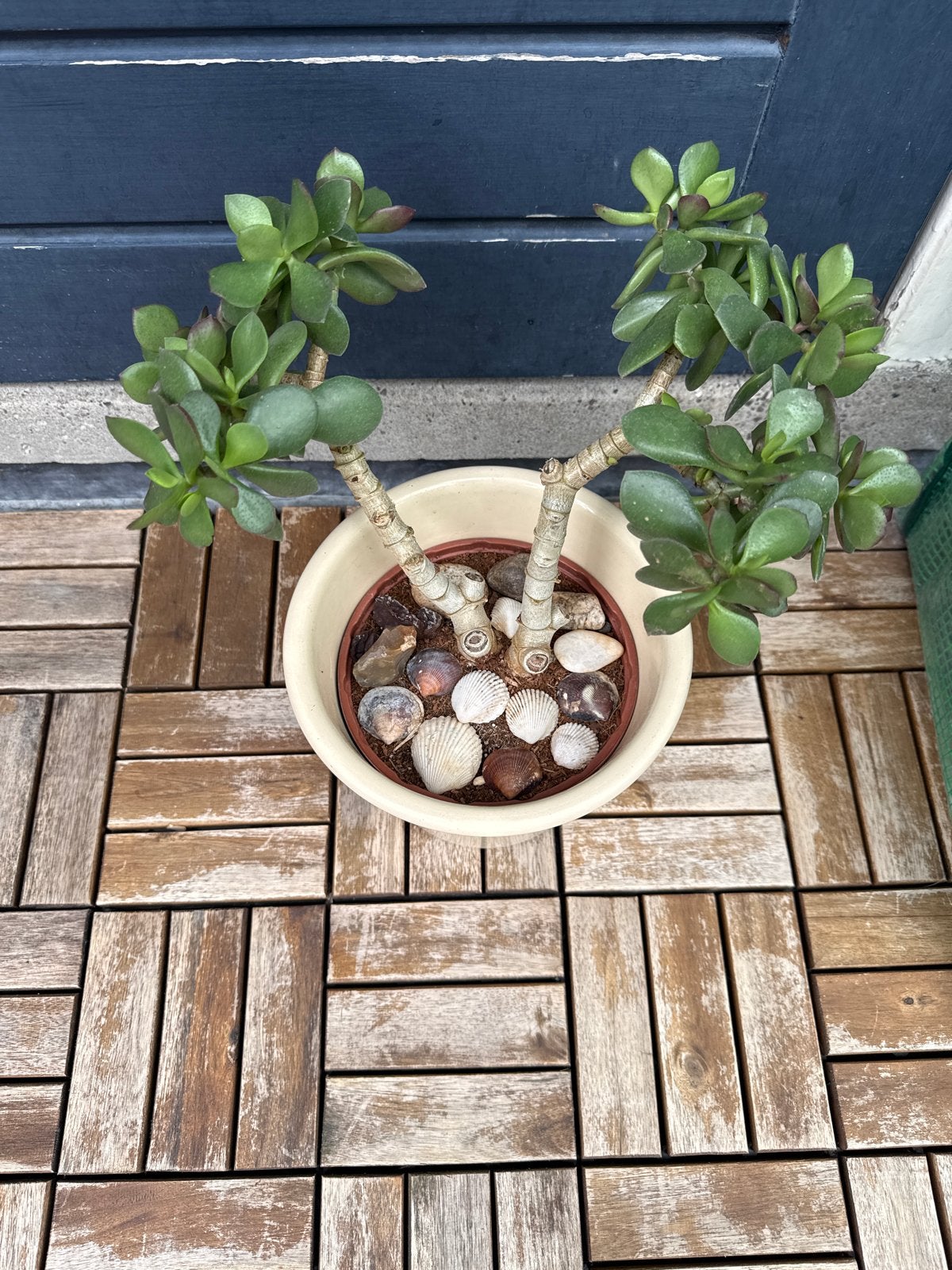 Mooie Vetplant in Pot - Crassula Ovata, Ophalen, Vetplant, In pot, Minder dan 100 cm