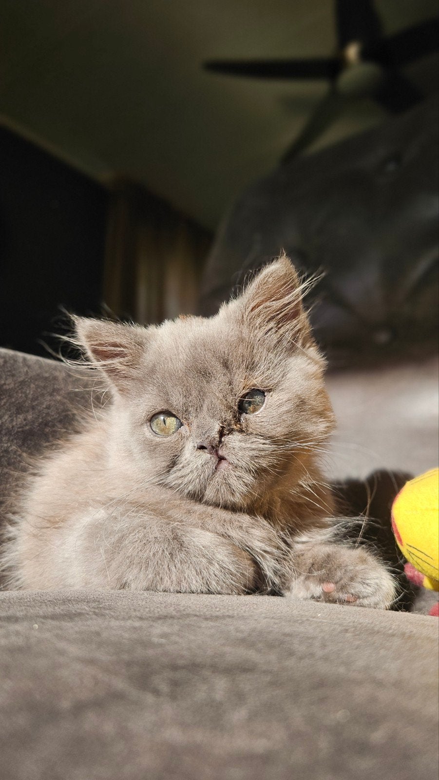 britse langhaar kitten poes, Poes, Ontwormd, 0 tot 2 jaar