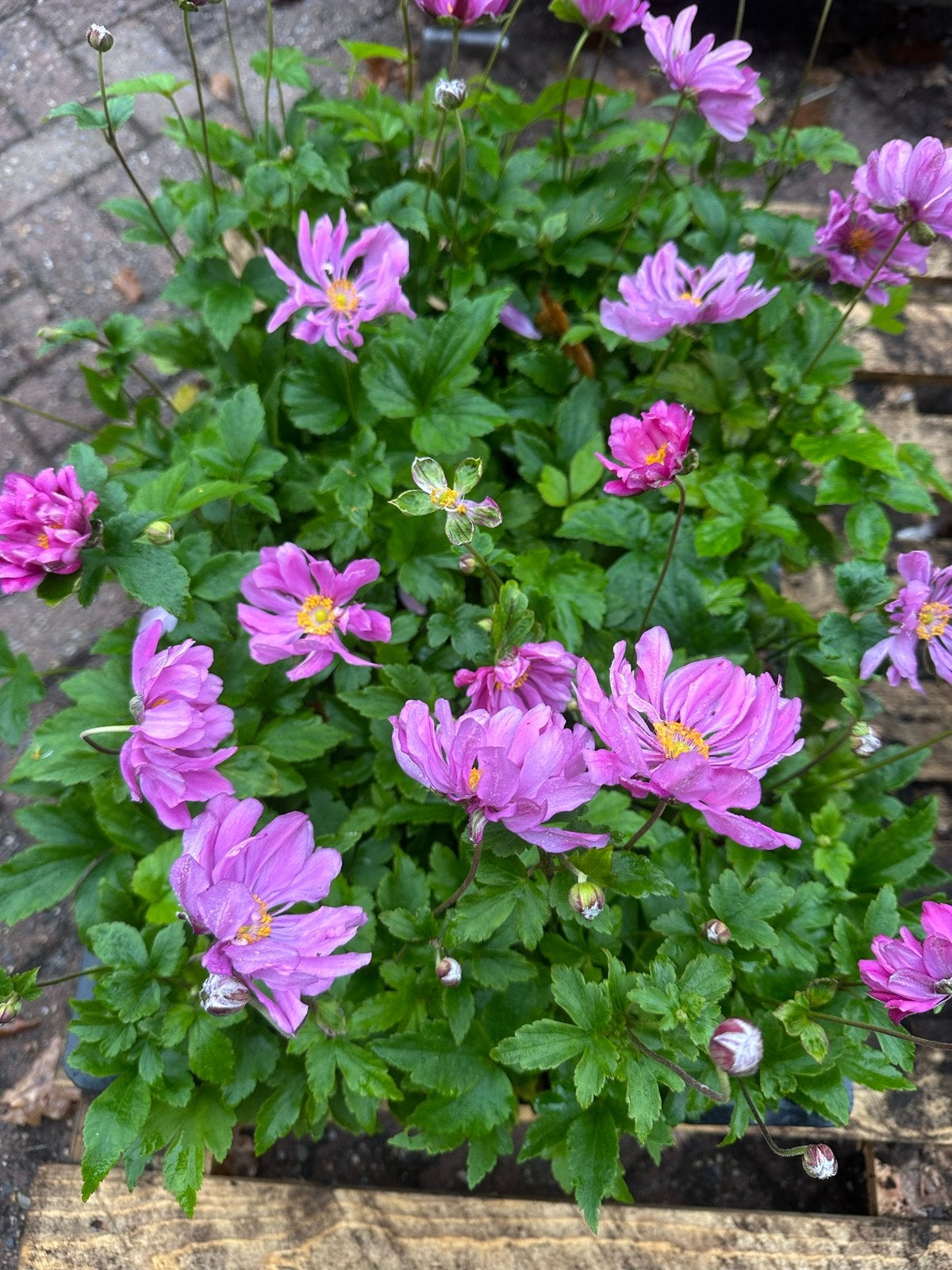 Anemone september Charm, koningin Charlot, Honorine Jobert, Overige soorten, Vaste plant, Ophalen of Verzenden, Halfschaduw