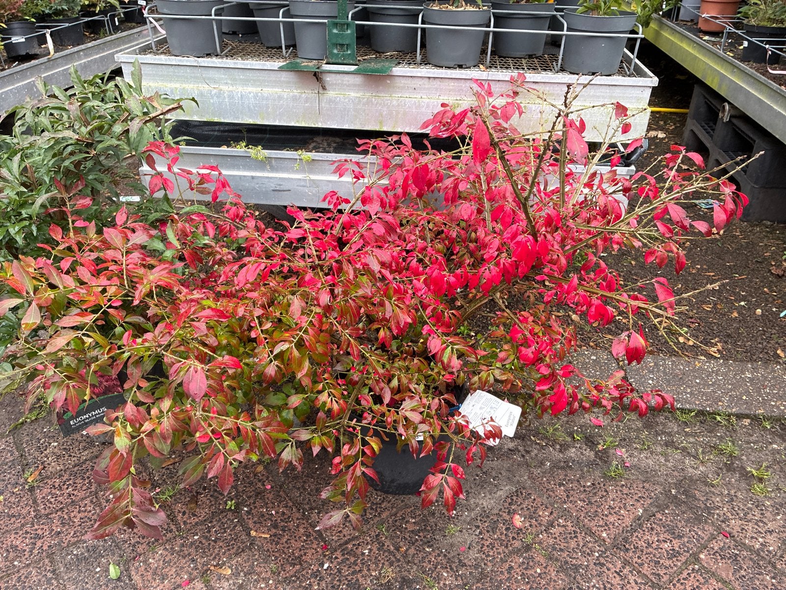 Euonymus alatus, Ophalen, Overige soorten